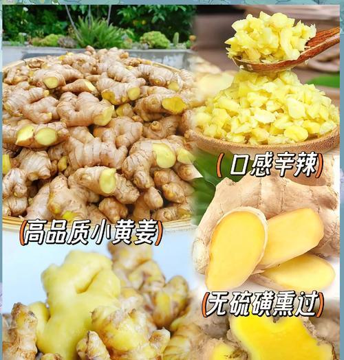 家庭种小黄姜怎么催芽