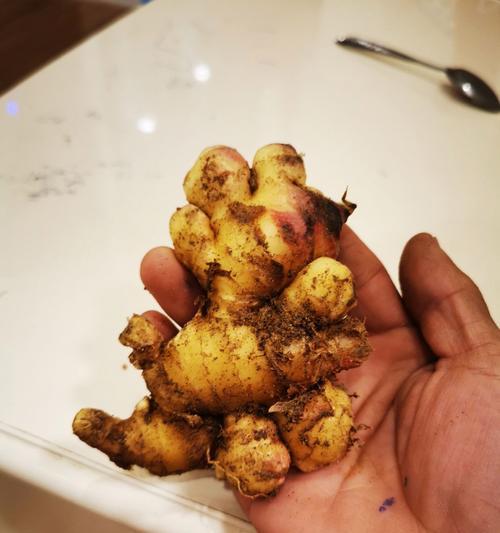 家庭种小黄姜怎么催芽