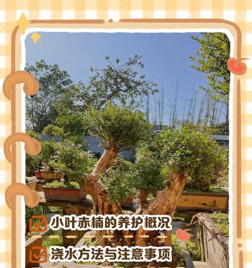 赤楠枝条的修剪指南