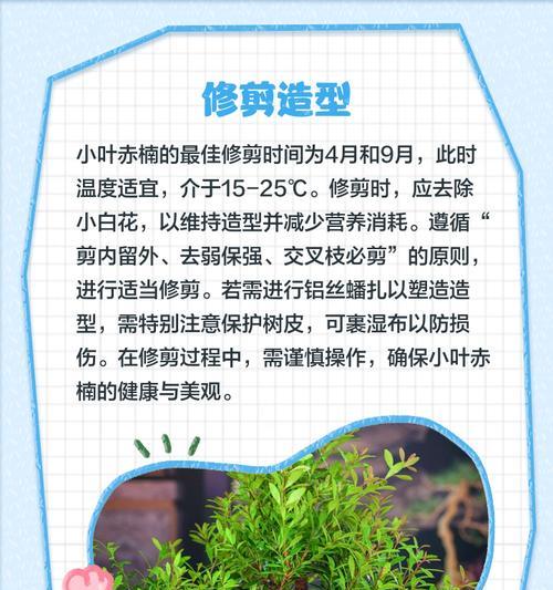 赤楠枝条的修剪指南