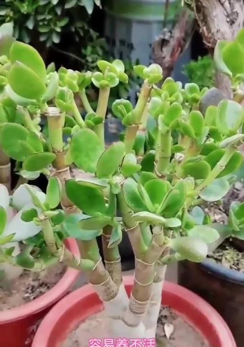 玉树剪秃后催芽怎么办