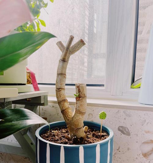玉树剪秃后催芽怎么办