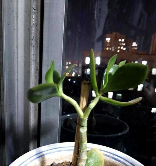 玉树剪秃后催芽怎么办