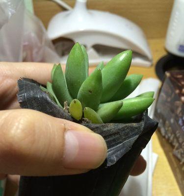 佛手新叶修剪枝叶的正确方法