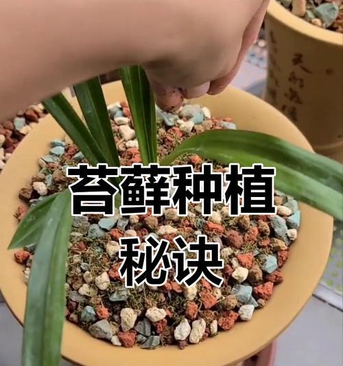 干苔藓能催芽吗怎么养