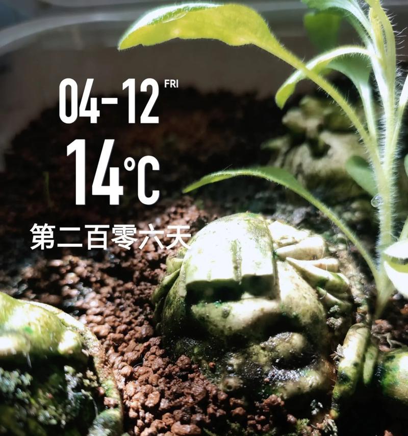 干苔藓能催芽吗怎么养