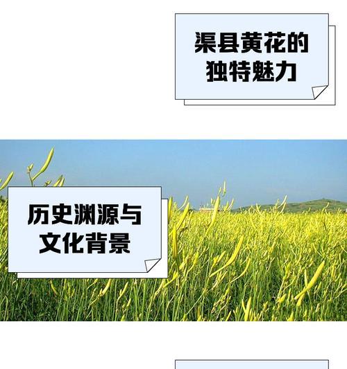 鲜黄花种植完全指南：从播种到收获的详细步骤