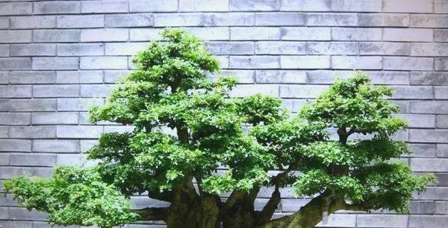 粗榕树修剪枝条的正确方法与注意事项