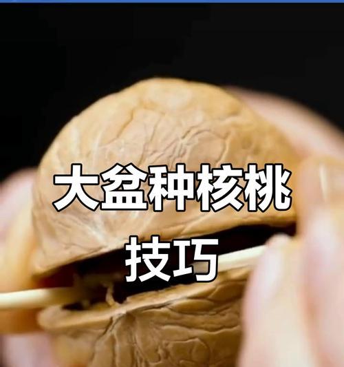 核桃育苗种植方法全解析