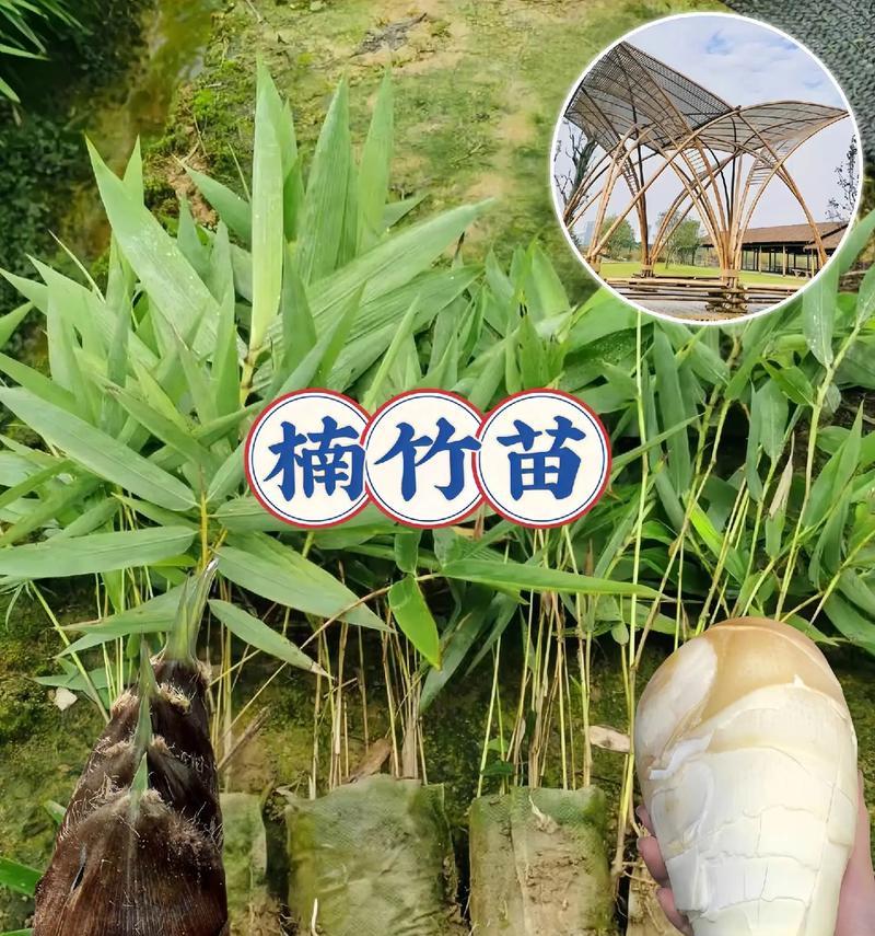 小笋在家怎么种植方法