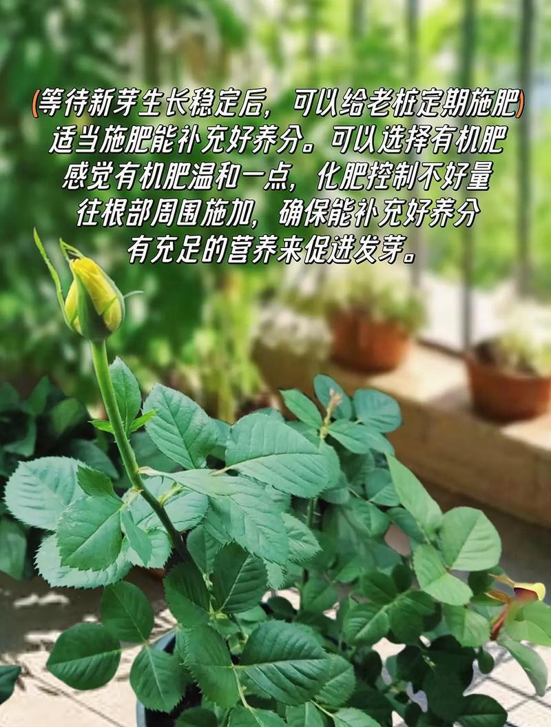 玫瑰花的种植方法全攻略