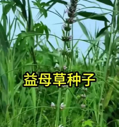益母草的种植方法——从选地到收获的全过程指南