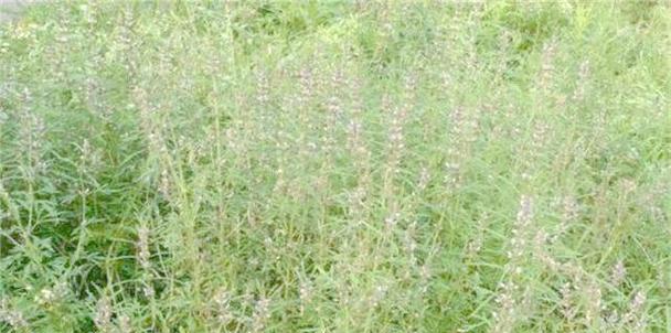 益母草的种植方法——从选地到收获的全过程指南