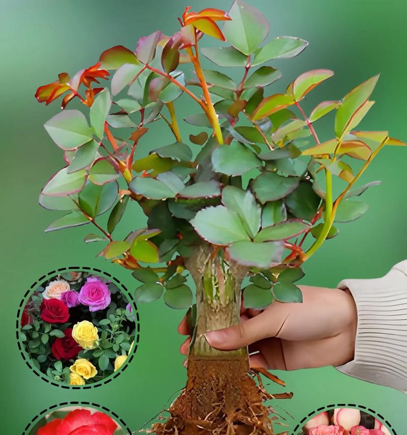 盆栽玫瑰种植方法：精心培育，绽放美丽