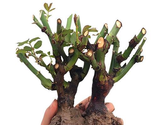 盆栽玫瑰种植方法：精心培育，绽放美丽