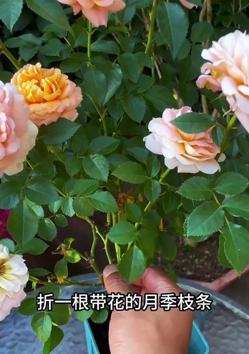 修剪枝叶月季：精炼技巧与养护知识