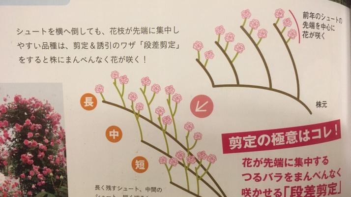 修剪枝叶月季：精炼技巧与养护知识