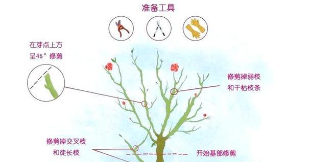 修剪枝叶月季：精炼技巧与养护知识
