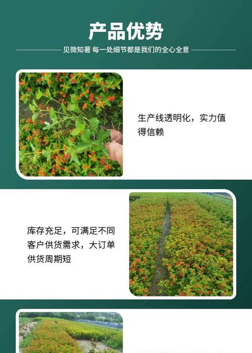 双色梅怎么种植方法