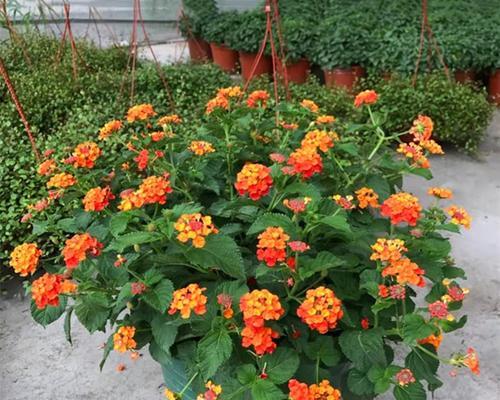 双色梅怎么种植方法