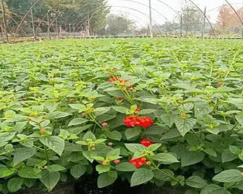 双色梅怎么种植方法