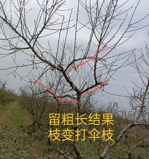 鲸鱼桃树修剪枝条指南：专业步骤与技巧