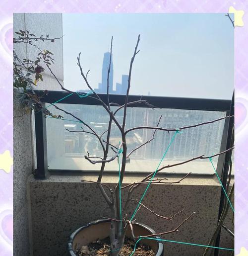 鲸鱼桃树修剪枝条指南：专业步骤与技巧