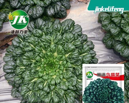 【乌塌菜种植方法怎么种乌塌菜】