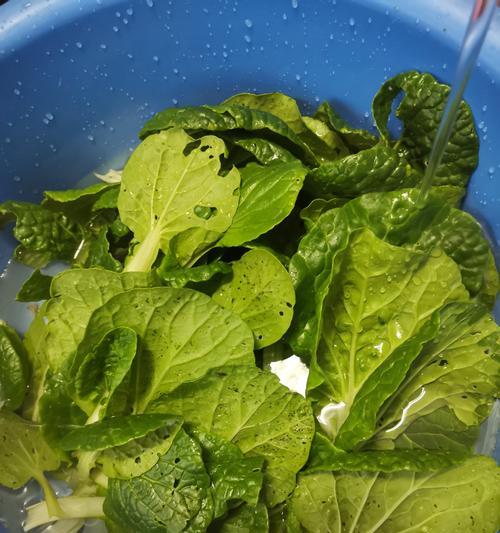 【乌塌菜种植方法怎么种乌塌菜】