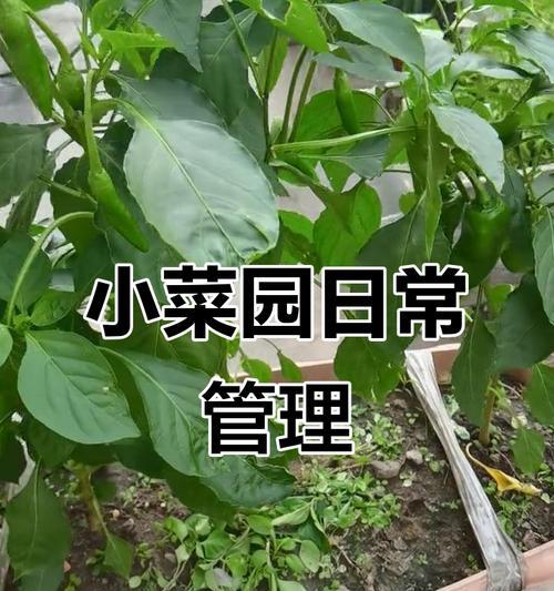 辣椒催芽全攻略：掌握正确方法，促进发芽！