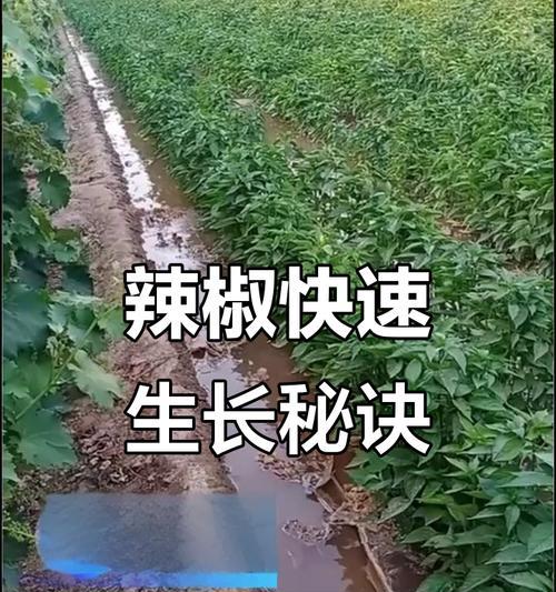 辣椒催芽全攻略：掌握正确方法，促进发芽！