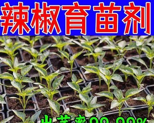 辣椒催芽全攻略：掌握正确方法，促进发芽！
