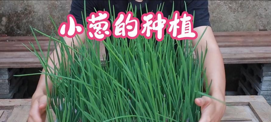 小葱种植方法：从播种到收获的全面指南