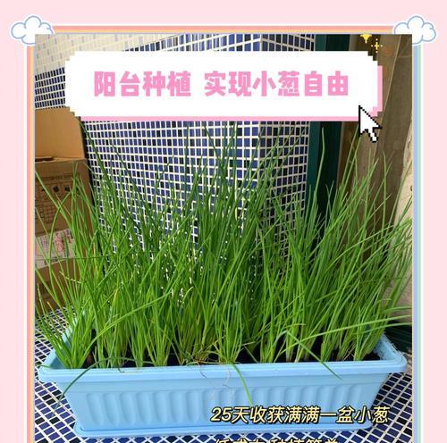 小葱种植方法：从播种到收获的全面指南