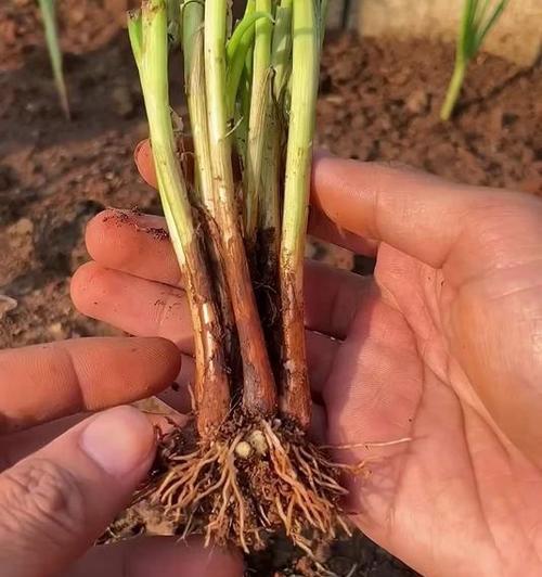 小葱种植方法：从播种到收获的全面指南