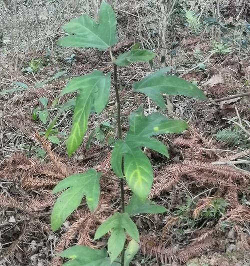 毛桃树核怎么种植方法