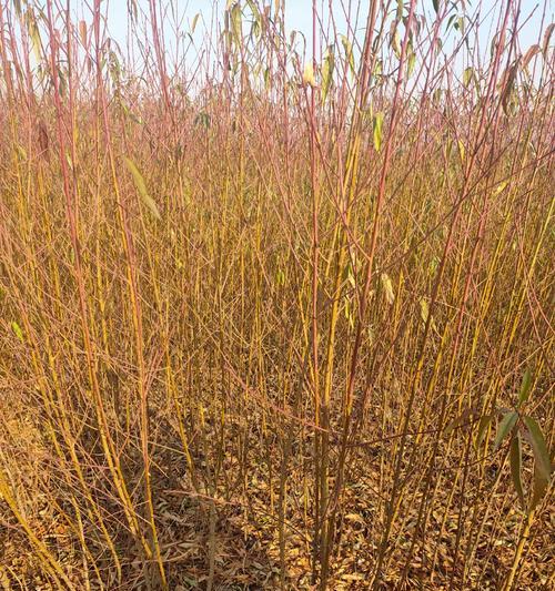 毛桃树核怎么种植方法