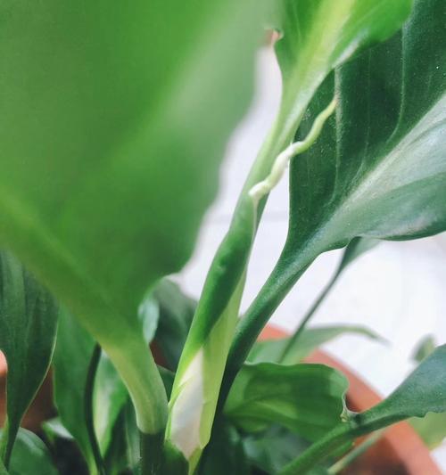 饥饿草的种植方法及养护技巧
