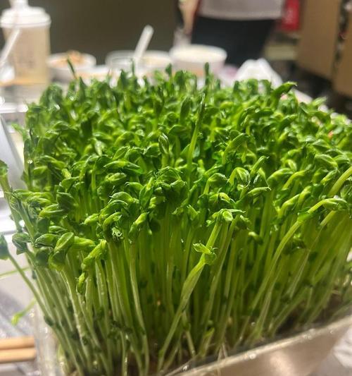 绿色碗豆催芽的科学方法：步骤详解与技巧分享