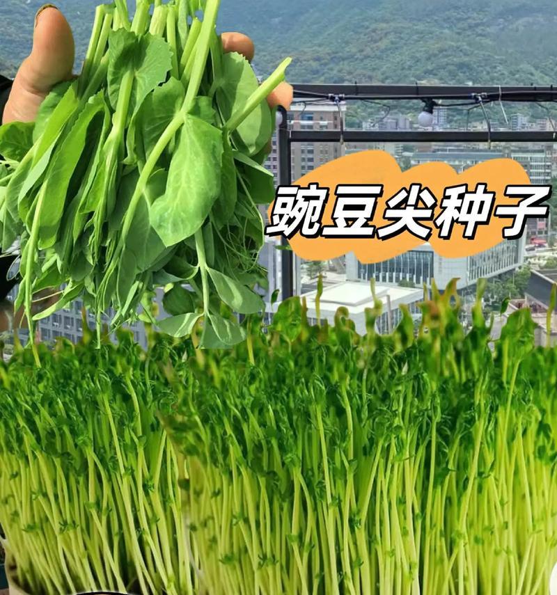 绿色碗豆催芽的科学方法：步骤详解与技巧分享
