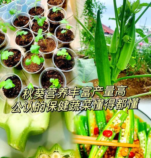 秋葵怎么种植方法如下