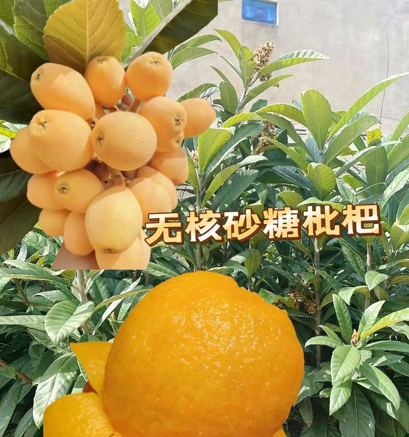 枇杷催芽成功怎么种植