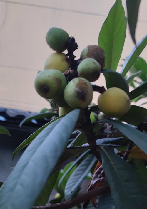 枇杷催芽成功怎么种植