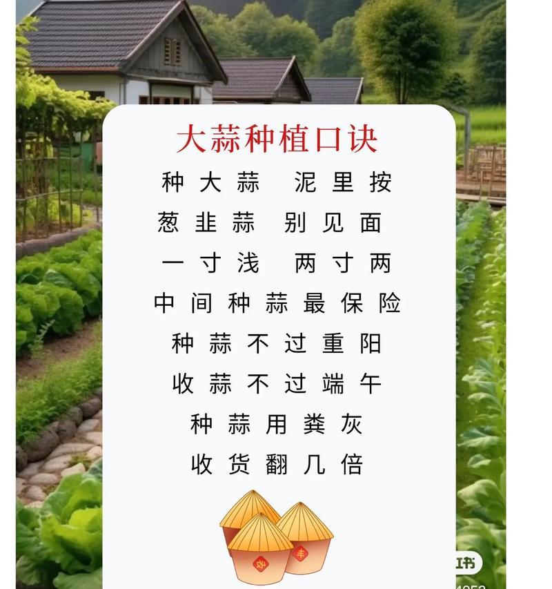 苦蒜头的栽培种植方法