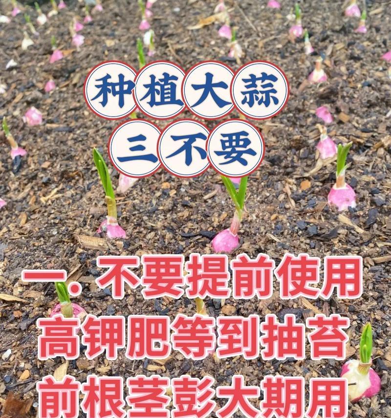 苦蒜头的栽培种植方法
