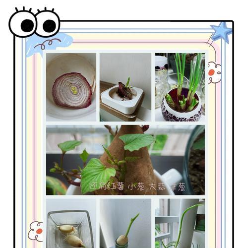 水培怎么种植方法