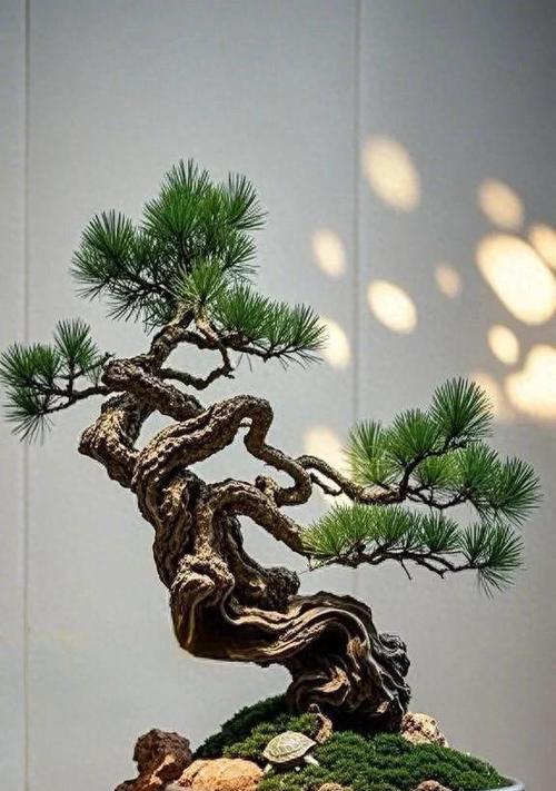 松树的种植与养护：从种子到成年植株