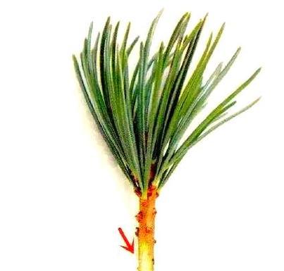 松树的种植与养护：从种子到成年植株