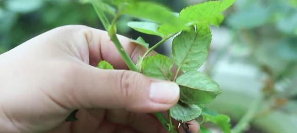 修剪枝发黑怎么回事——植物枝干变黑的成因与处理方法