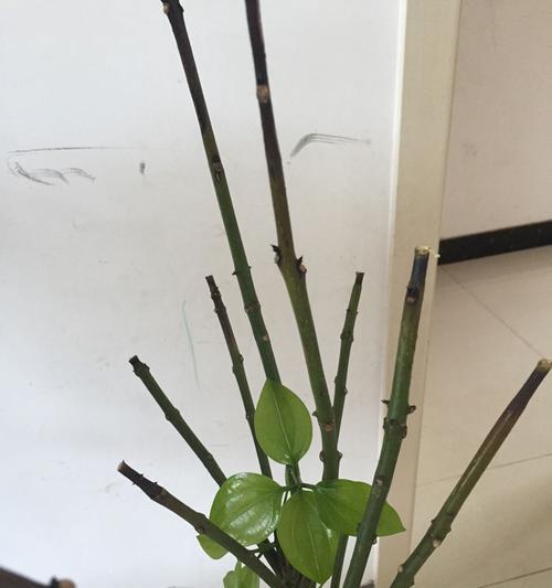 修剪枝发黑怎么回事——植物枝干变黑的成因与处理方法